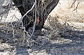 Grand Canyon-Viaggi_Animali